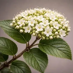 Bell Nursery Arrowwood Viburnum Live Flowering Shrub