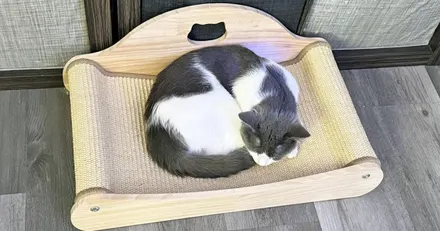 Cat Scratcher Bed