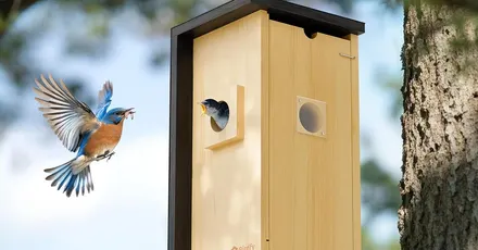 Nest Bird House with Camera, Solar Panel, and lifetime AI Bird ID