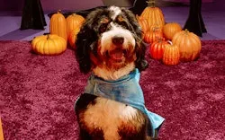 Petco In-Store Events: Free