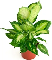 Shop Succulents Dieffenbachia Camille Live Indoor Plant